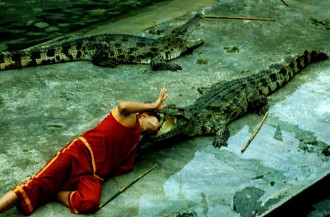 1212020crocodile20show20-20risky20job