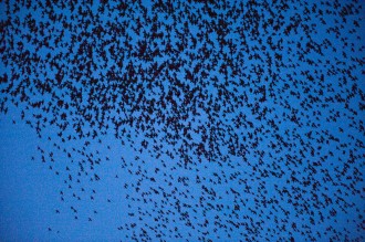 birds1