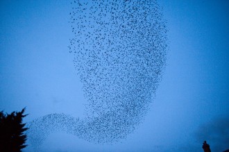 birds2